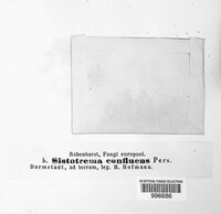 Sistotrema confluens image